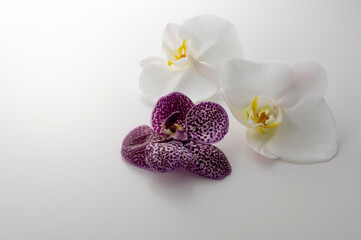 蘭の花のスタジオ撮影イメージ