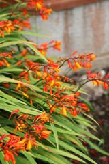 Naklejka na ściany i meble Beautiful orange trumpet flowers on long green stem in garden
