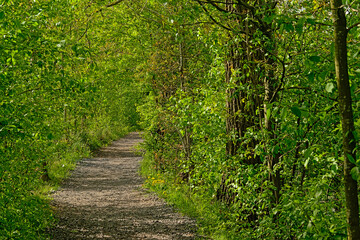 path through a sunny spring forest in bourgoyen nature reserve