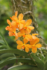 Beautiful orchid flowers surrounded by green leaves in gardens in Singapore