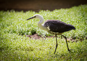 Birds Of Australia. Great egret (Ardea alba)