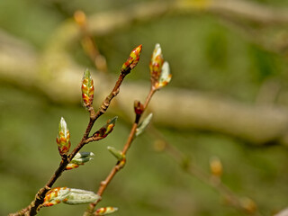  Sprouting spring leaf buds on a twig, selective focus with bokeh background 