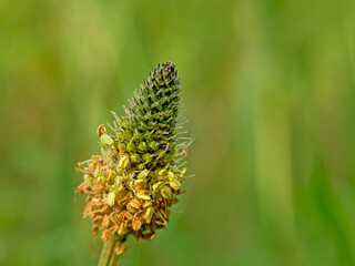 Close-up of an overblown green ribwort plantain flower - Plantago lanceolata
