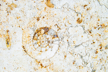大理石の中に埋まっているアンモナイトの化石
