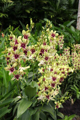 Beautiful orchid flowers surrounded by green leaves in gardens in Singapore