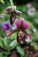 Beautiful purple orchid flowers in garden setting