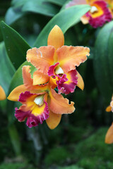 Beautiful orchid flowers surrounded by green leaves in gardens in Singapore © jacquimartin
