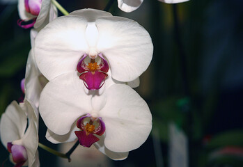 Detailed image of white orchid flower