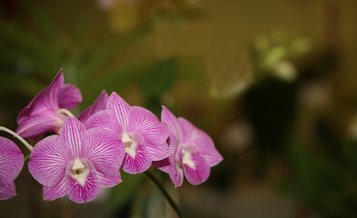 Beautiful orchid flowers in garden in Singapore