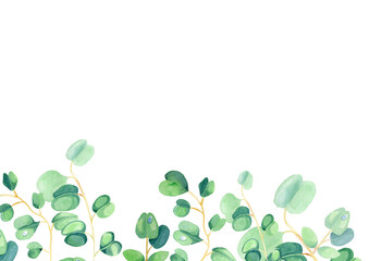 Eucalyptus watercolor botanical illustration for decoration