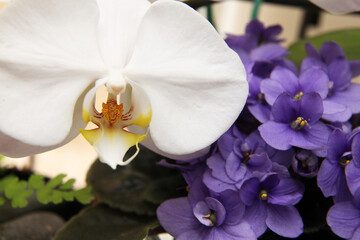Detailed image of white orchid flower