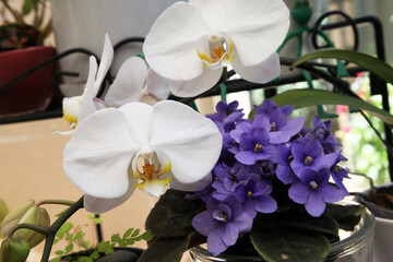 Detailed image of white orchid flower