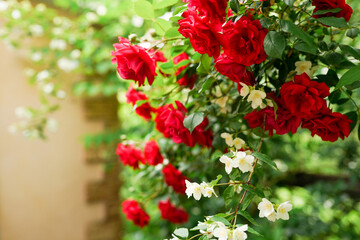 Flowering red roses in the garden near house
