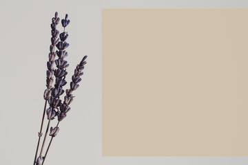 Background with dried lavender flower with space for text of yellow color, text template