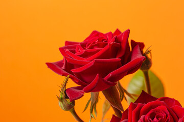 Red rose flower bouquet close up still isolated on an orange background