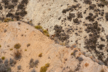 mountain goat in the field near Ugijar