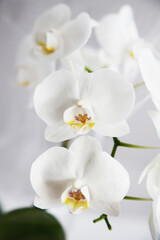 Obraz na płótnie Canvas Detailed image of white orchid flower
