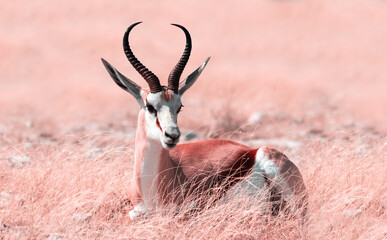 Wild african animals. The springbok (medium-sized antelope) in tall pink grass. Etosha National park.