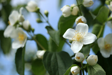 Naklejka na ściany i meble Beautiful blooming jasmine. White flower on blurred background.