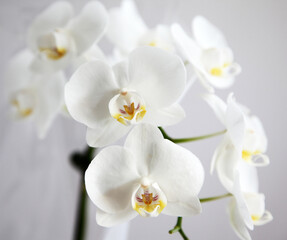 Fototapeta premium Szczegółowy obraz białego kwiatu orchidei