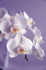 Detailed image of white orchid flower