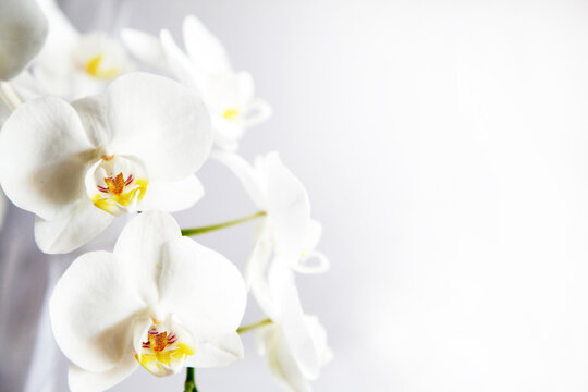 Detailed image of white orchid flower