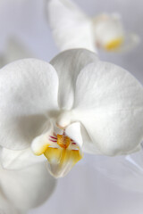Detailed image of white orchid flower