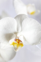 Detailed image of white orchid flower © jacquimartin
