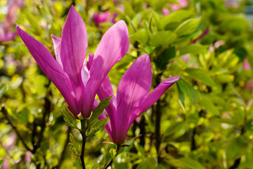 Fototapeta na wymiar Scarlet flowers on the magnolia tree