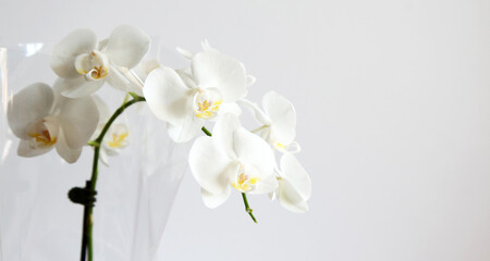 Fototapeta na wymiar Detailed image of white orchid flower