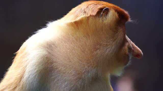 Wild Proboscis monkey or Nasalis larvatus, in the rainforest of island Borneo, Malaysia, close up