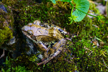 A green-brown frog sits on a stone overgrown with moss