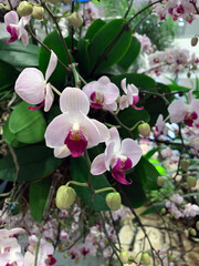 Beautiful display of pink and white orchid flowers