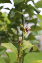 Limones verdes