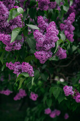 Lilac blossom, purple flowers, spring time and lilac tree flowering.