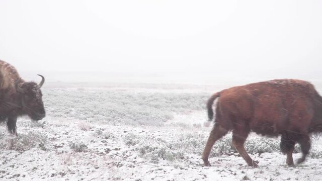 bison herd closeup traveling in snow at yellowstone national park in wyoming
