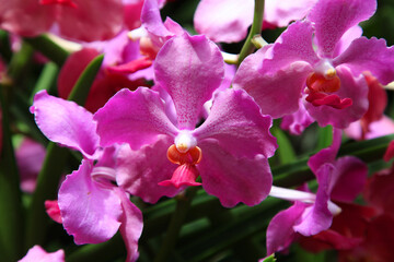 Beautiful orchid flowers in garden in Singapore