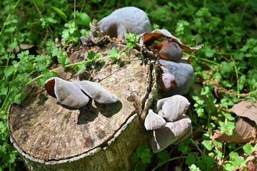 キノコの生えた切り株