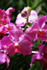 Fototapeta na wymiar Beautiful orchid flowers in garden in Singapore