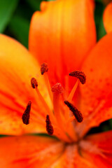 collection of pollen on a lily in a close-up
