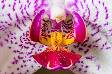 Purple white orchid with drops of water close up
