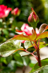 three rose leaves on a stem with a closed rose bud