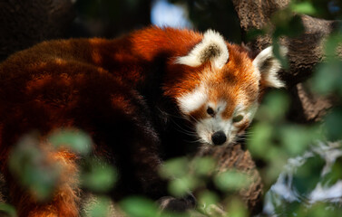 Rare red panda sitting on branch in park outdoor