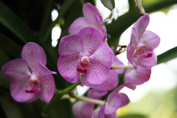 Fototapeta na wymiar Beautiful orchid flowers in garden in Singapore