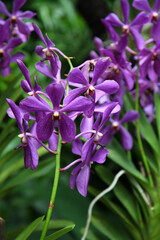 Beautiful purple orchid flowers in garden setting
