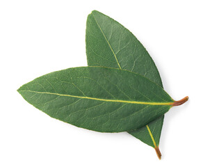 fresh bay leaves isolated on the white background, top view