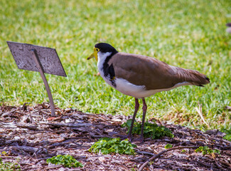 Birds Of Australia. Masked lapwing (Vanellus miles)