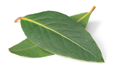 fresh bay leaves isolated on the white background