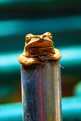 The frog climbed into the metal pipes to escape the predators.