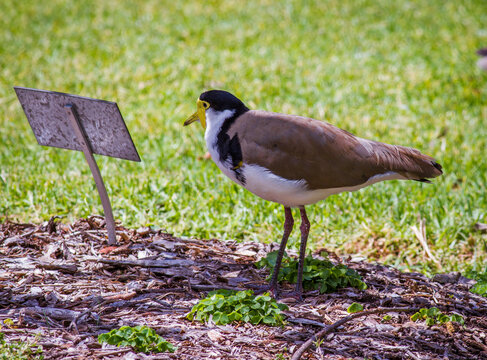 Strichvogel Bilder Durchsuchen 1,041 Archivfotos, und